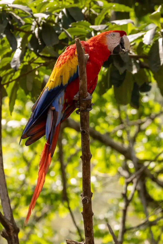 Scarlet Macaw perched on a branch at Macaw Mountain, Copan Ruinas.