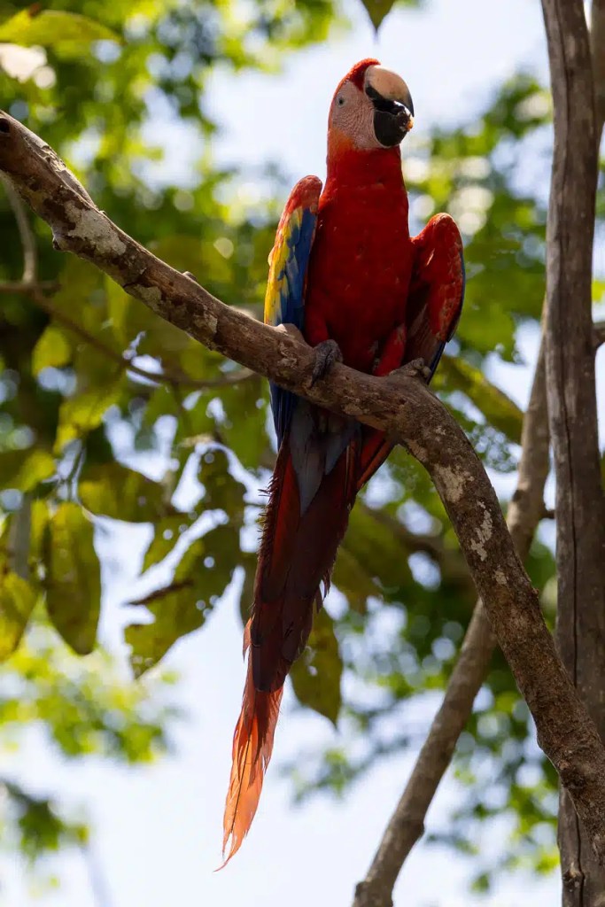 Scarlet macaw perched on a branch at Macaw Mountain in Copan Ruinas.