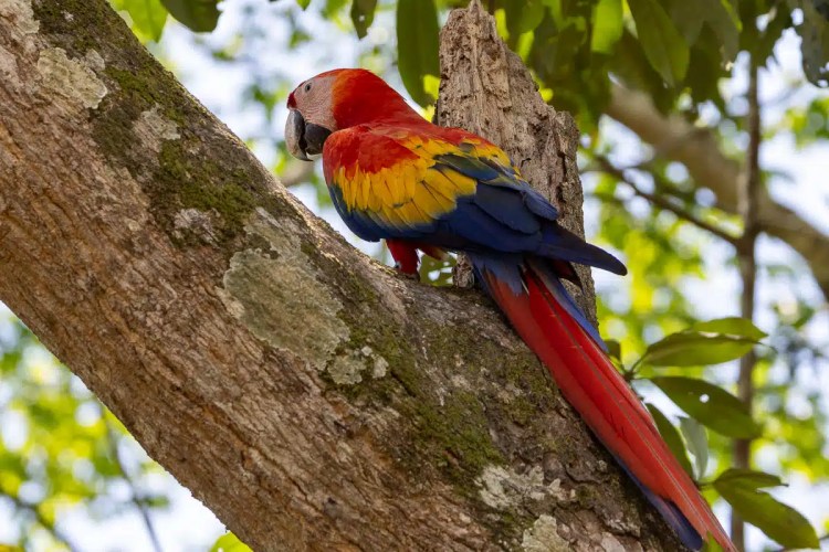 Scarlet macaw perched on a tree branch at Macaw Mountain, Copan Ruinas.