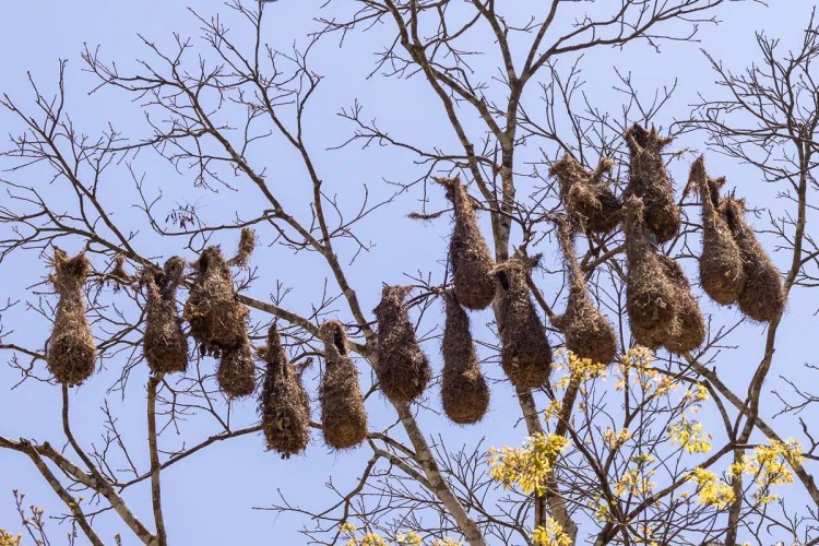 Many bird nests hanging in a tree at Macaw Mountain.