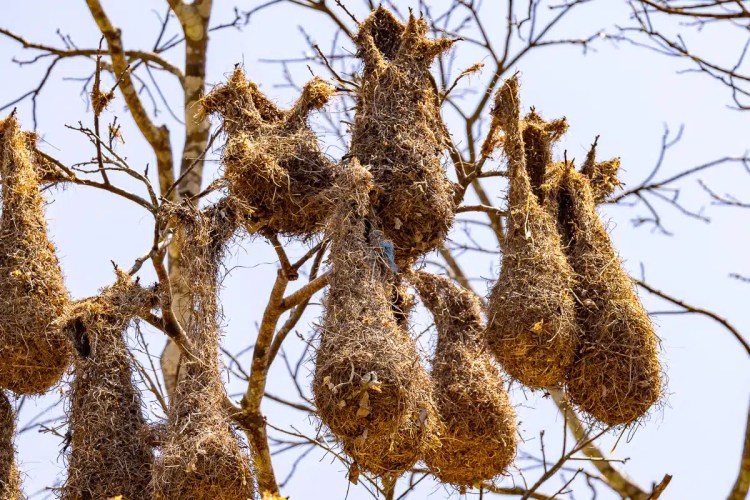 Hanging nests in a tree at Macaw Mountain, Copan Ruinas.
