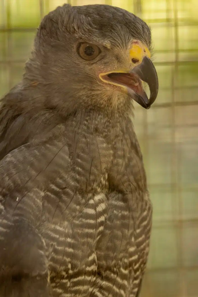 Gray hawk at Macaw Mountain, Copan Ruinas, with a distinctive beak and patterned feathers.
