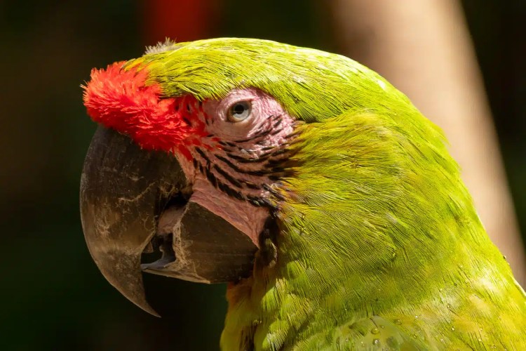 Close-up of a vibrant green macaw with a red patch on its head, likely at Macaw Mountain.