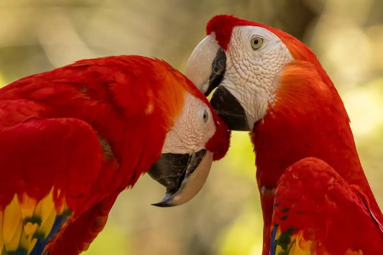 Two scarlet macaws close together. Macaw Mountain, Copan Ruinas.
