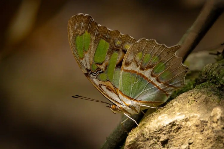 Green and brown Malachite butterfly resting on a mossy rock. Macaw Mountain butterfly.