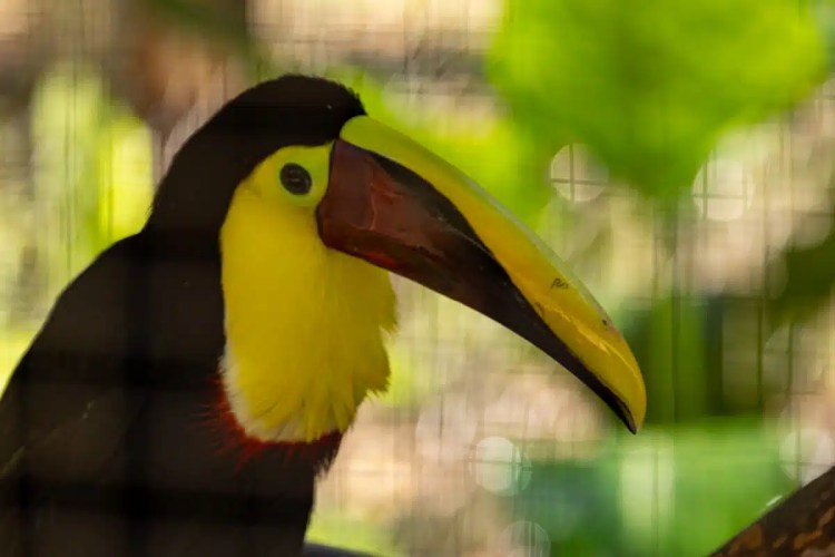 Yellow-throated toucan at Macaw Mountain, Copan Ruinas