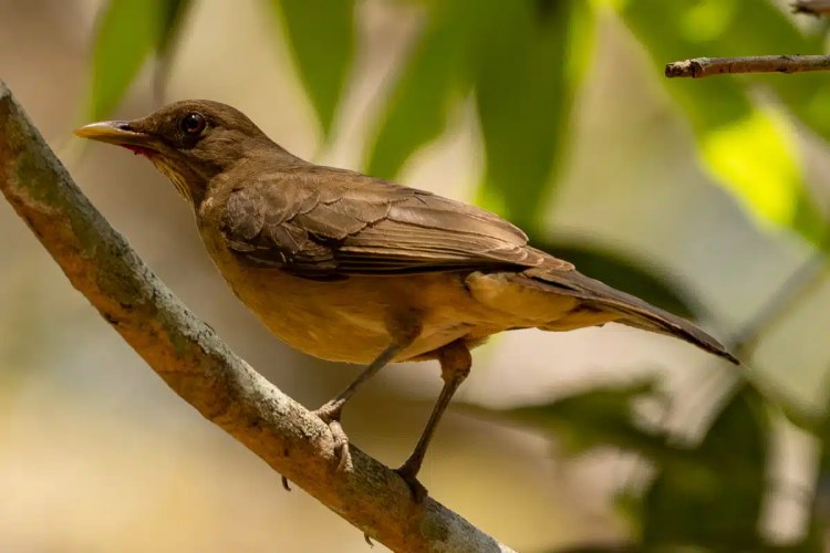Brown clay-colored thrush bird perched on a branch at Macaw Mountain.