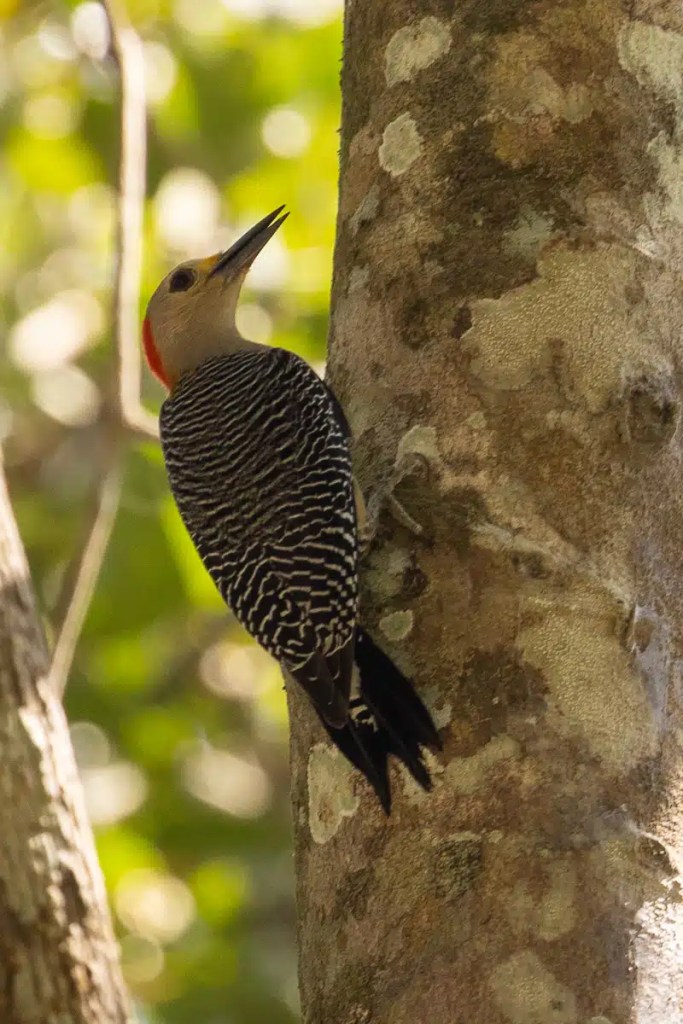 Red-crowned woodpecker clings to tree trunk at Macaw Mountain, Copan Ruinas.