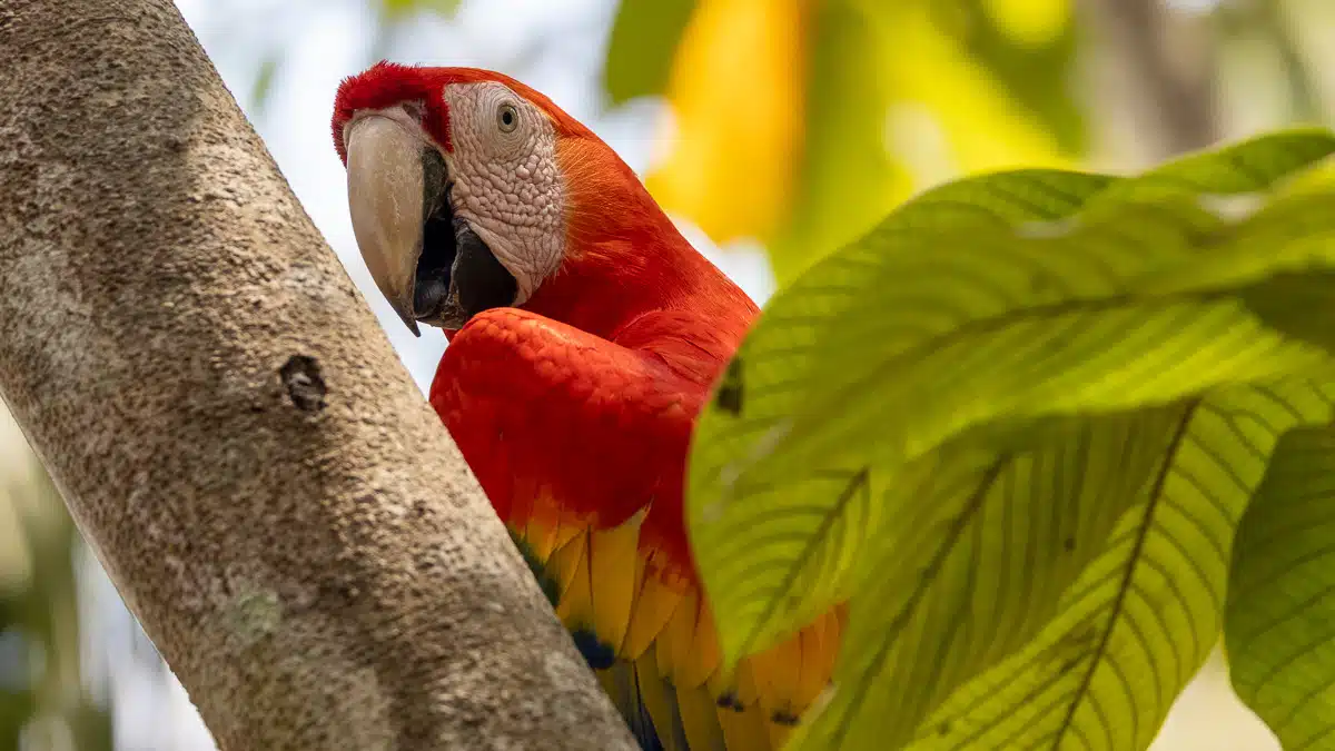 Scarlet Macaw perched on a tree branch at Macaw Mountain, Copan Ruinas.