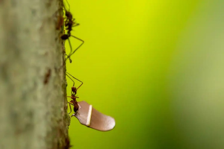 European pied flycatcher perched on a wooden birdhouse, a charming sight during Highland birding.