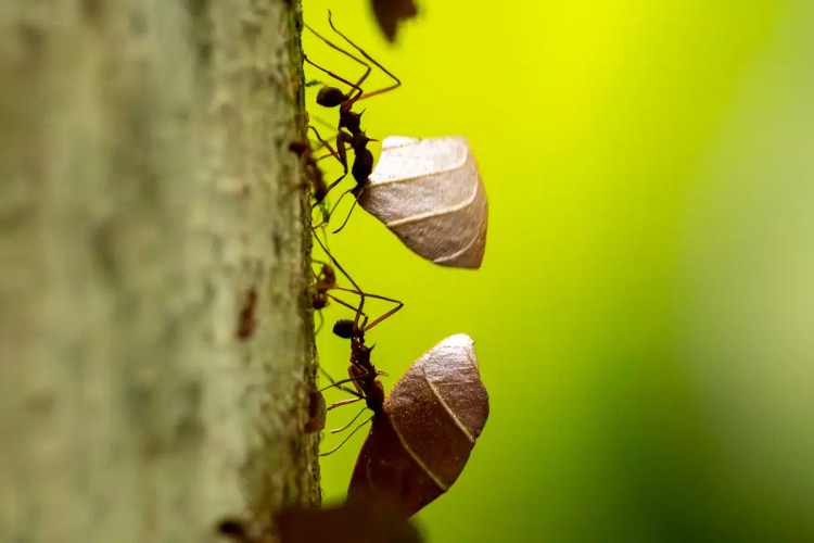 European pied flycatcher perched on a wooden birdhouse, a charming sight during Highland birding.