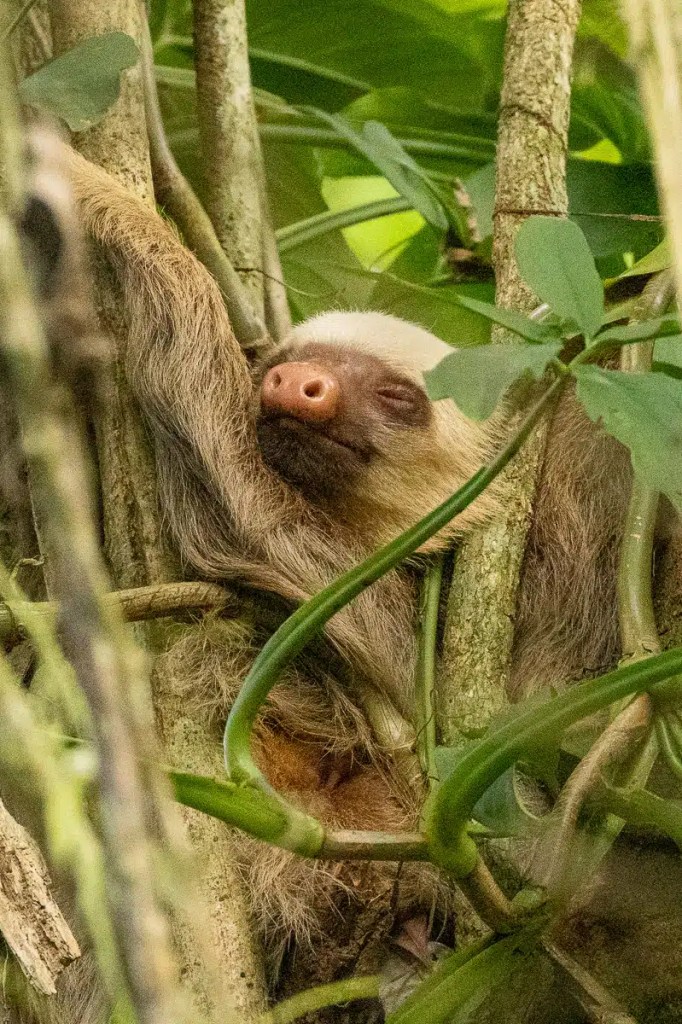 European pied flycatcher perched on a wooden birdhouse, a charming sight during Highland birding.
