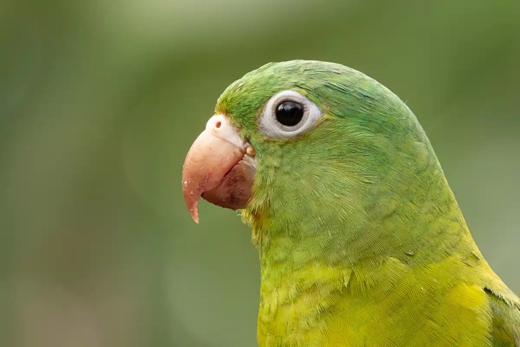 European pied flycatcher perched on a wooden birdhouse, a charming sight during Highland birding.