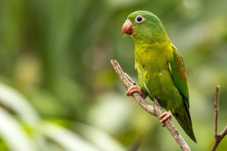 Green orange-chinned parakeet perched on a branch in lush Arenal wildlife setting.