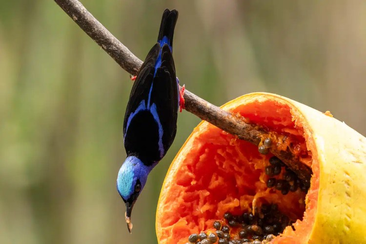 Blue-necked tanager eating papaya in Arenal. Rich wildlife.