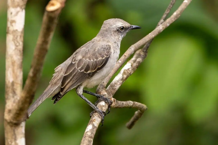 Gray bird perched on a branch in Arenal's rich wildlife.
