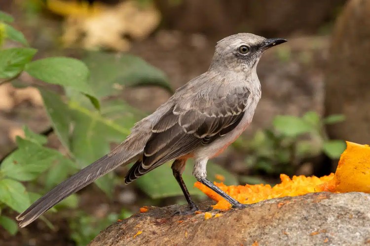 Grey bird eating fruit in Arenal. Rich wildlife in Costa Rica.