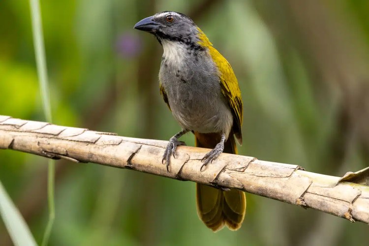 Grey-cowled wood rail perched on a branch in lush greenery near Arenal, Costa Rica.