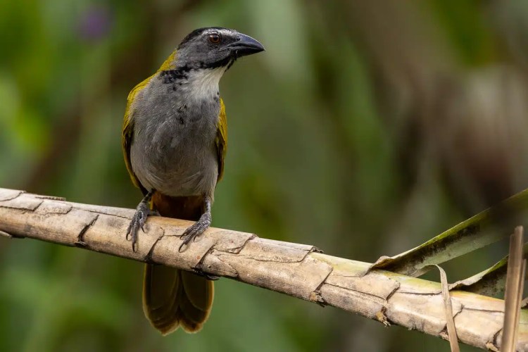 Grey-cowled wood rail perched on a branch in Arenal's rich wildlife.