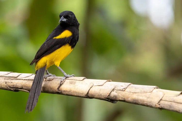 Black and yellow oriole bird perched on a branch in Arenal, Costa Rica. Rich wildlife.