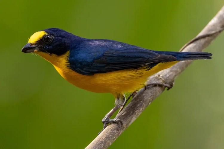Yellow-crowned Euphonia perched on a branch. Rich wildlife of Arenal.