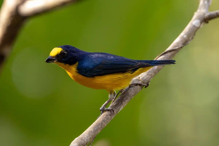 Golden-browed Chlorophonia bird perched on a branch in Arenal's rich wildlife.