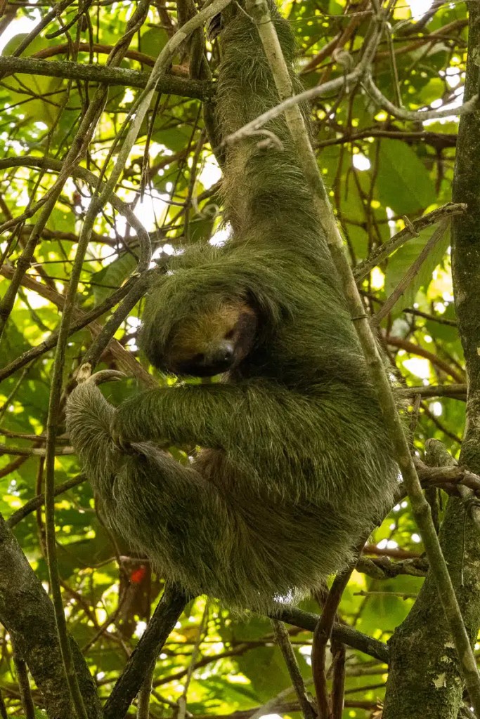 Sloth hanging in a tree in Arenal. Rich wildlife of Costa Rica.