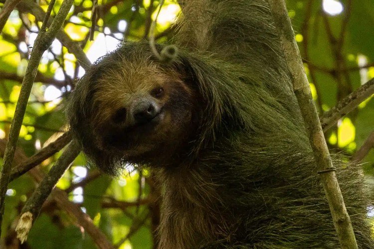 Sloth hanging in a tree, Arenal wildlife.