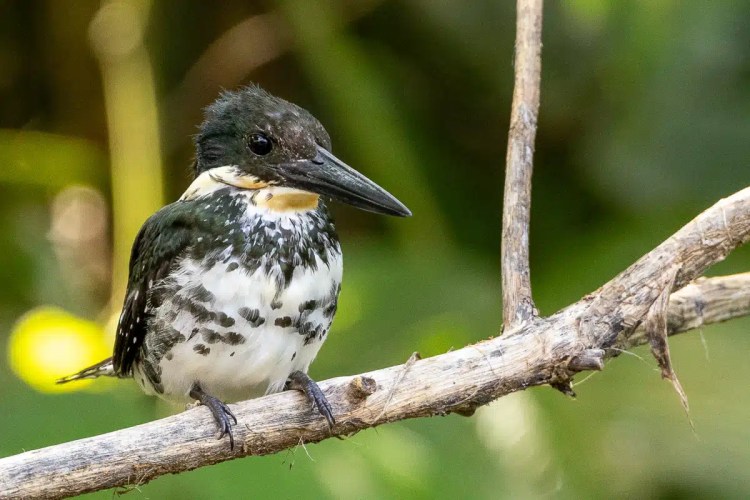 Ringed Kingfisher perched on a branch in Arenal. Rich wildlife detail.