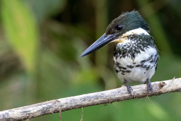 Green Kingfisher perched on a branch in Arenal, Costa Rica. Rich wildlife.