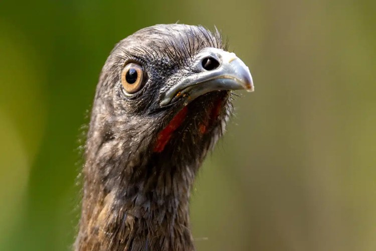 Close-up of a crested guan bird with brown feathers, showcasing Arenal's rich wildlife.