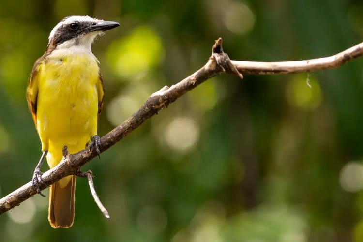 Great Kiskadee bird perched on a branch in the Arenal region, showcasing rich wildlife.