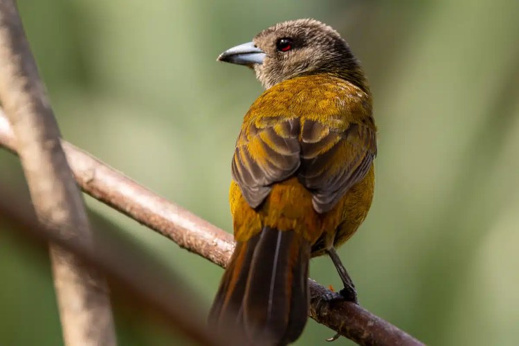 Orange-billed Nightingale-Thrush perched on a branch in Arenal, Costa Rica. Rich wildlife photo.