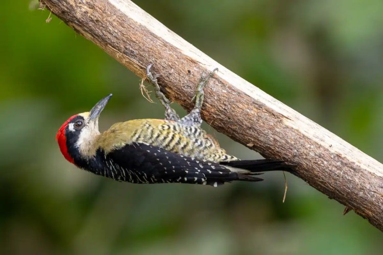 Woodpecker clinging to a branch in Arenal's rich wildlife. Red head, black and yellow feathers.