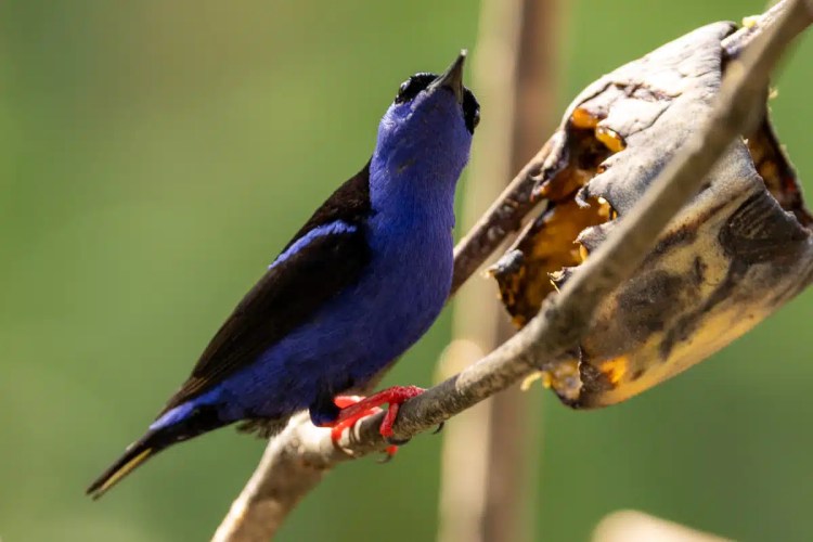 European pied flycatcher perched on a wooden birdhouse, a charming sight during Highland birding.
