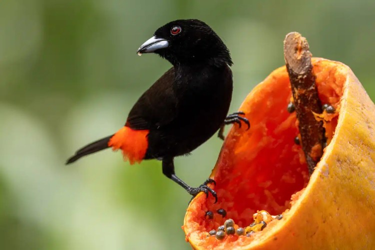 Black-and-red tanager bird perched on papaya, enjoying rich wildlife around Arenal.