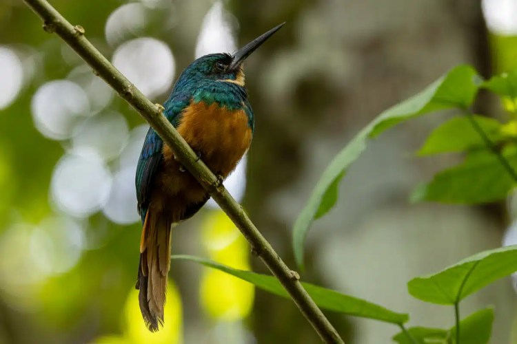 Rufous-tailed Jacamar perched on a branch in Arenal, Costa Rica. Rich wildlife.