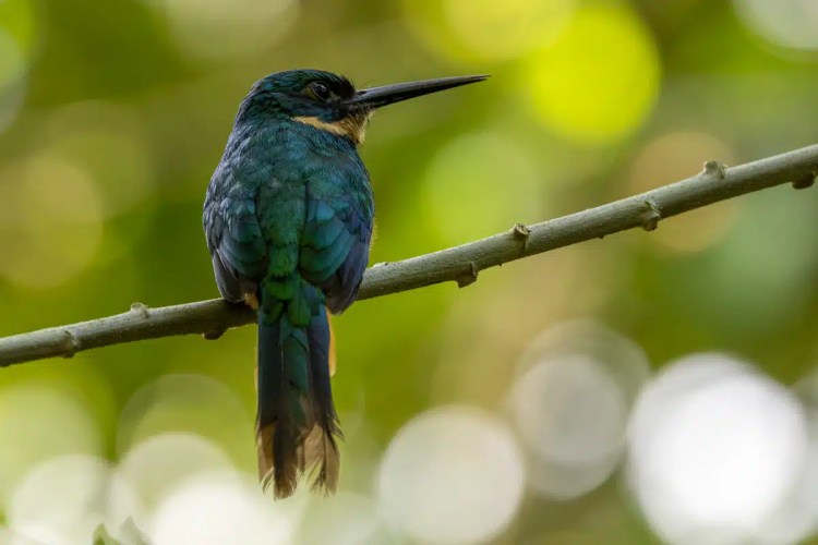 Rufous-tailed jacamar perched on a branch in Arenal. Rich wildlife in Costa Rica.