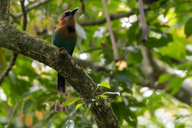 Turquoise-browed motmot bird perched on a branch in the rich wildlife around Arenal.