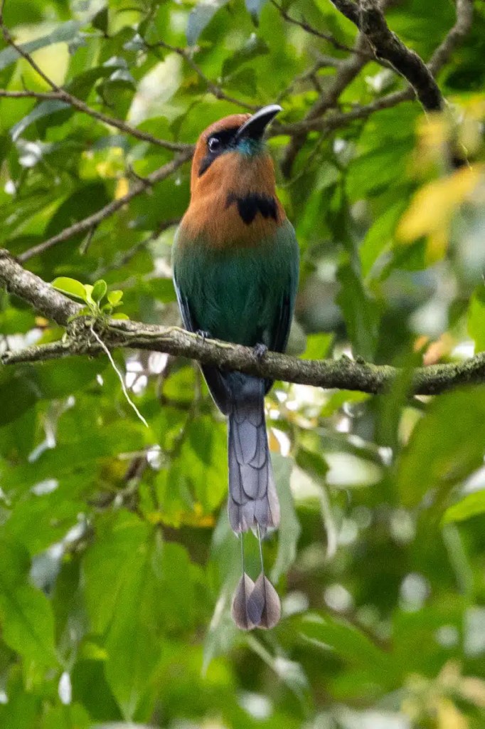 Motmot bird perched on a branch in Arenal, Costa Rica. Rich wildlife detail.