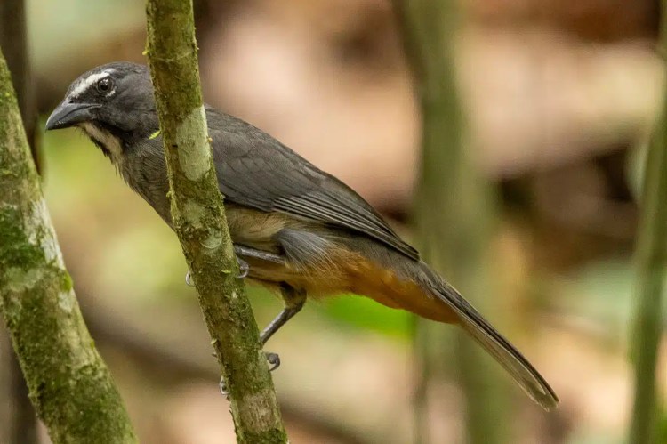 Gray-headed tanager perched on a mossy branch in lush Arenal wildlife setting.