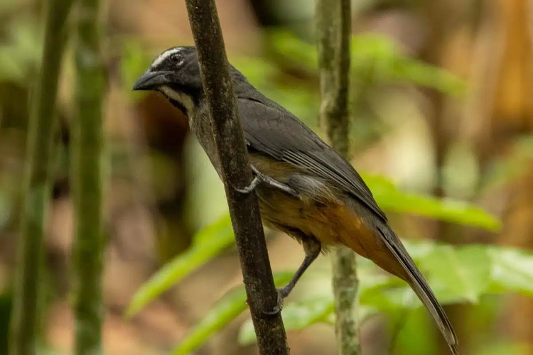 Arenal's rich wildlife: A slaty antshrike perches on a branch in a lush, green environment.