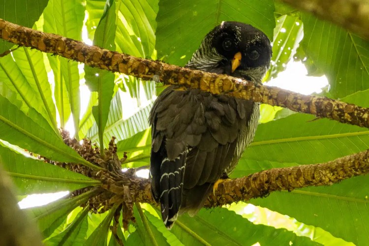 Owl perched on a branch among green leaves, showcasing rich Arenal wildlife.