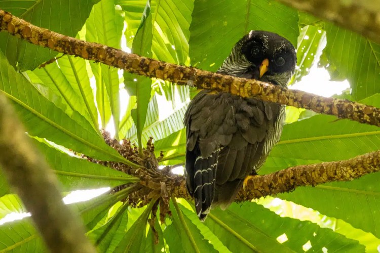 Black-and-white owl perched on a branch amidst lush green foliage in Arenal, Costa Rica. Rich wildlife scene.