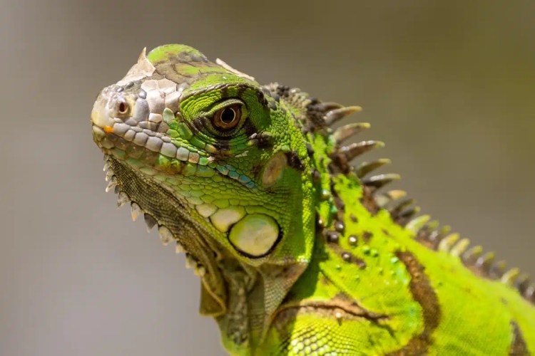 Green iguana, showcasing rich wildlife around Arenal, Costa Rica