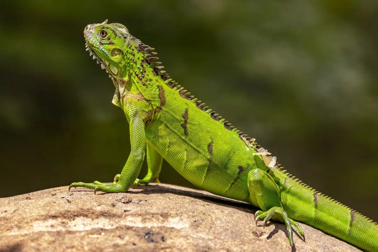 Green iguana basking on a rock in Arenal. Rich wildlife detail shows scales and spiky crest.