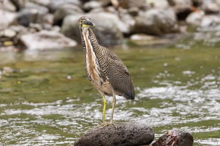 Juvenile Fasciated Tiger-Heron standing on a rock in a stream near Arenal, Costa Rica.