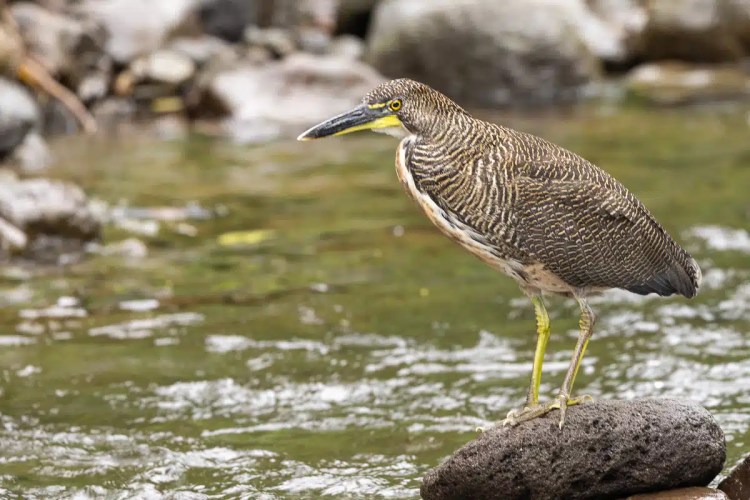 Rufescent Tiger-Heron on a rock in Arenal. Rich wildlife view.
