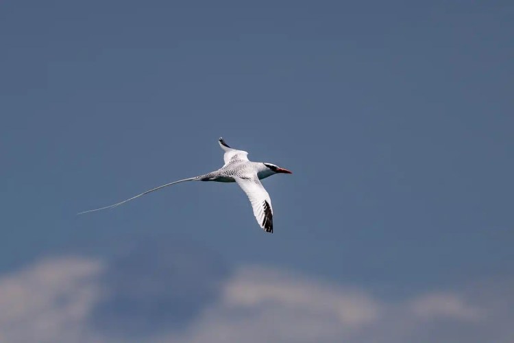 Red-billed tropicbird soars against a blue sky in Bocas del Toro.