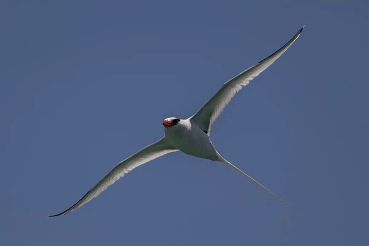 Red-billed tropicbird in flight against a clear blue sky in Bocas del Toro.